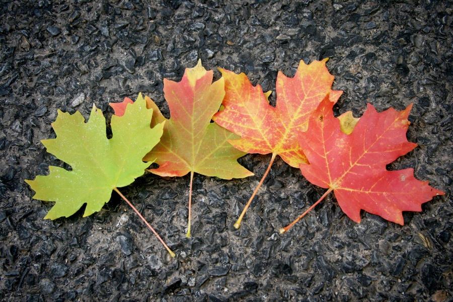 How Seasonal Changes Impact Your Nutritional Needs