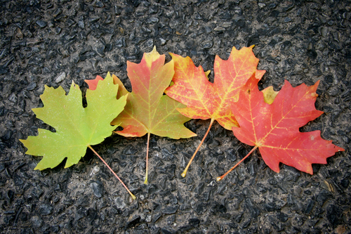 How Seasonal Changes Impact Your Nutritional Needs