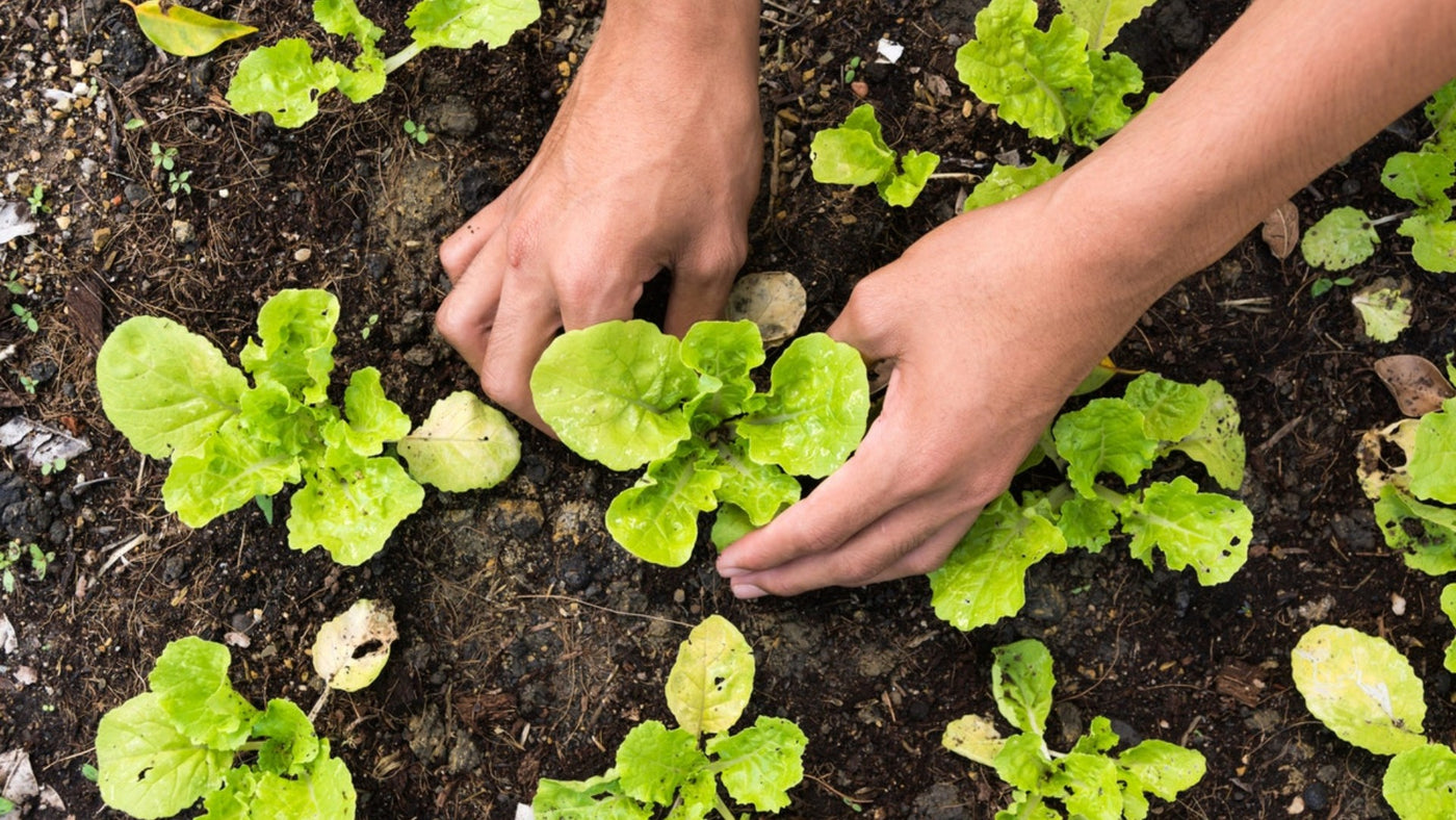 The Best Vegan B12 Supplement to Support a Plant-Based Diet
