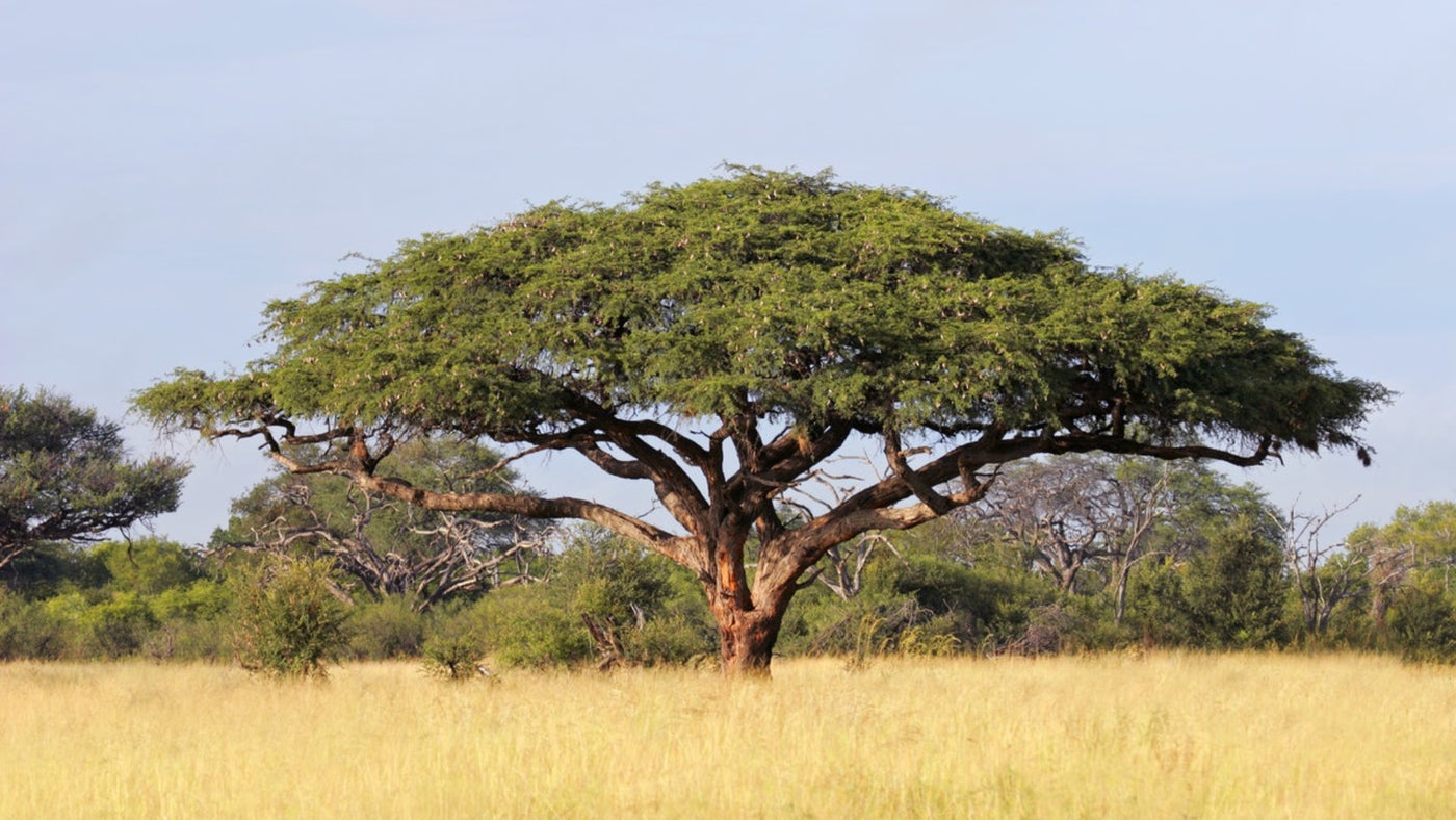 What Is Acacia Gum? Learn About 5 Acacia Benefits