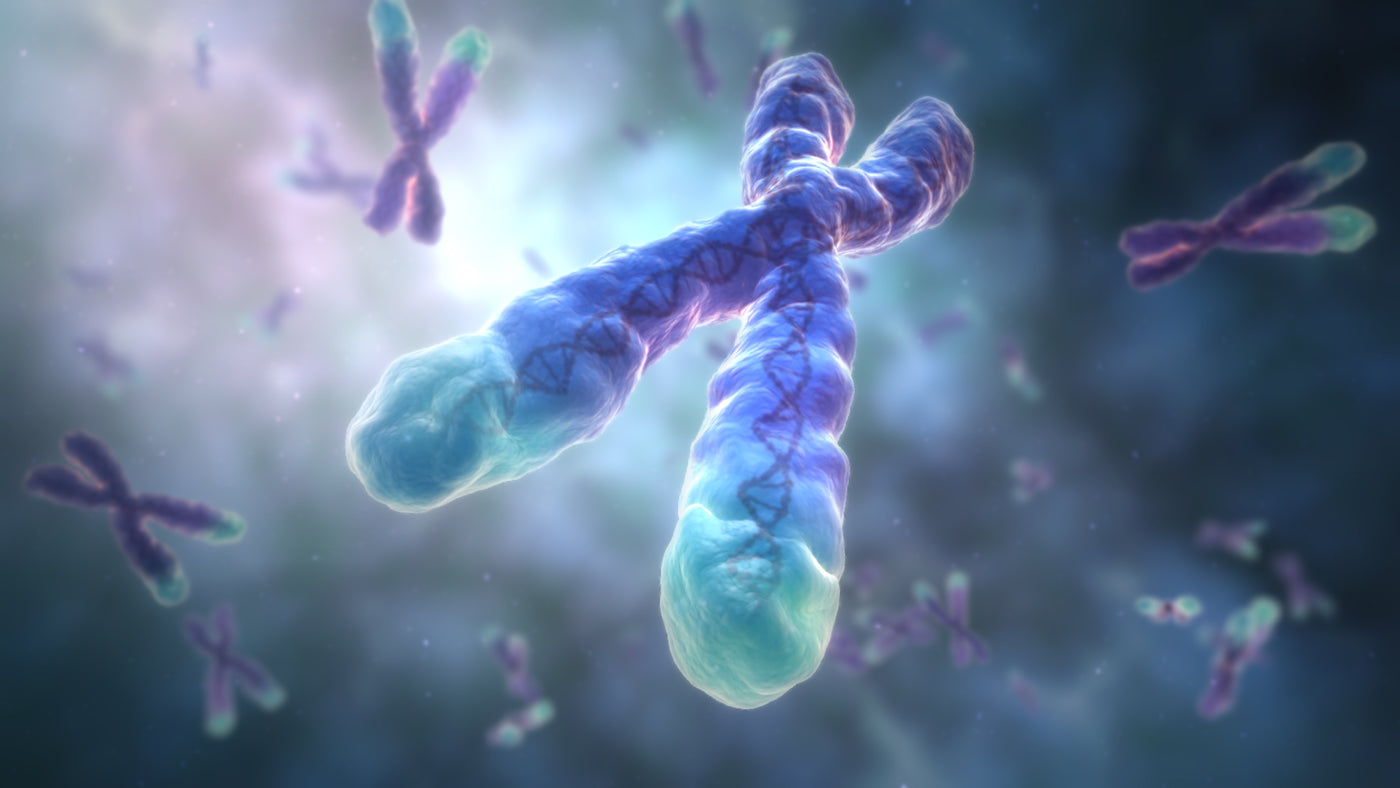 lengthening telomeres