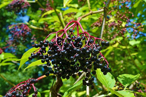 elderberry extract
