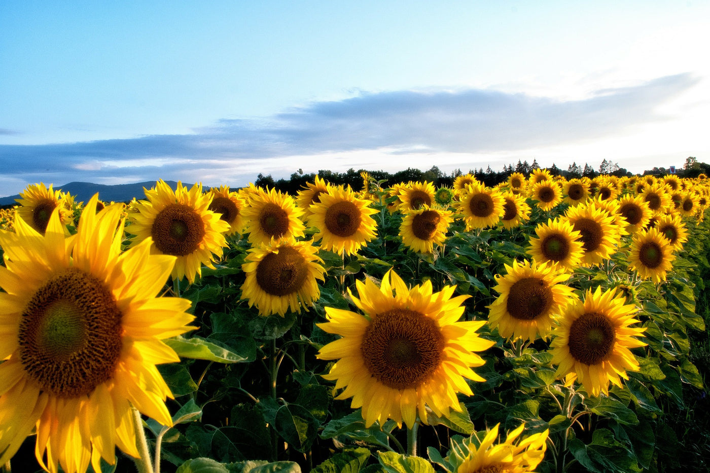 Top 3 Sunflower Oil Benefits